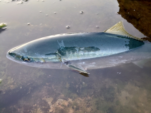 ヤズの釣果