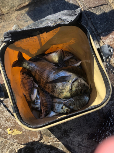 チヌの釣果