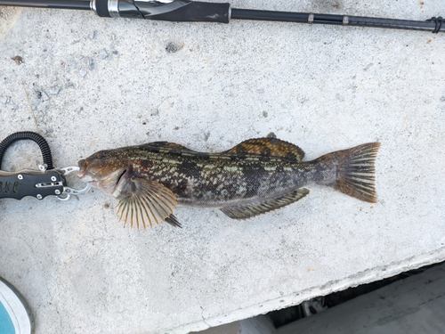 アイナメの釣果