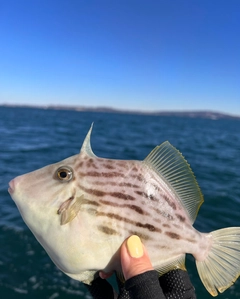 カワハギの釣果