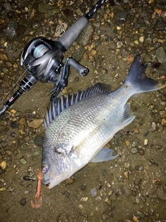 キビレの釣果