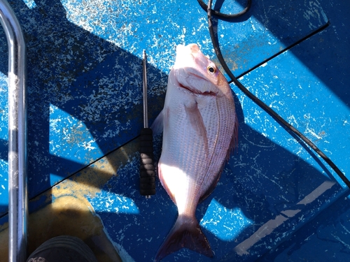 チダイの釣果