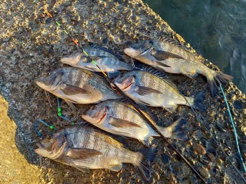 クロダイの釣果