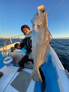 オオニベの釣果