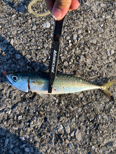 サバの釣果