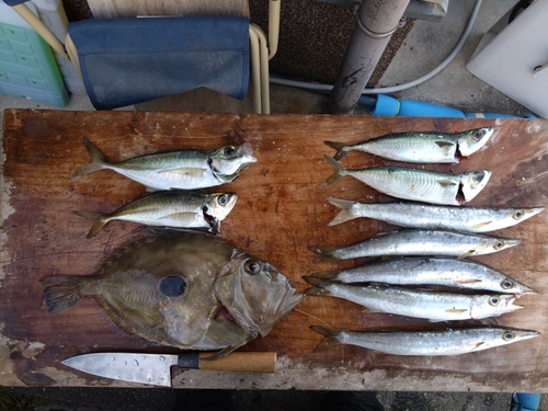 マトウダイの釣果