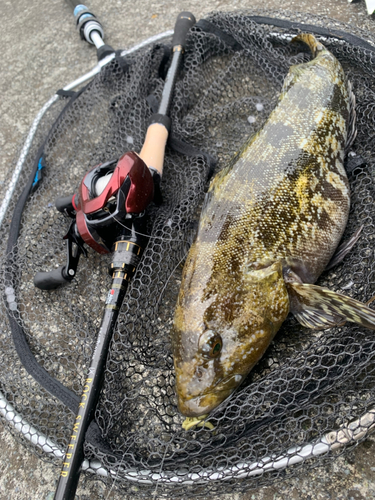 アイナメの釣果