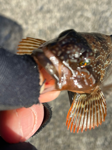 アイナメの釣果