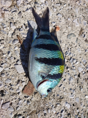 オヤビッチャの釣果