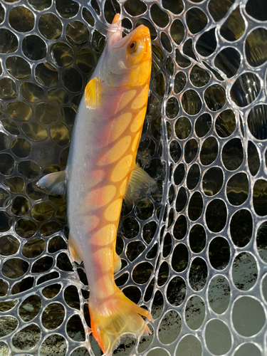 ニジマスの釣果