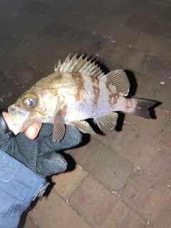 シロメバルの釣果