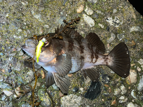 メバルの釣果