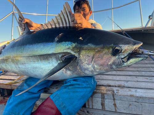 キハダマグロの釣果