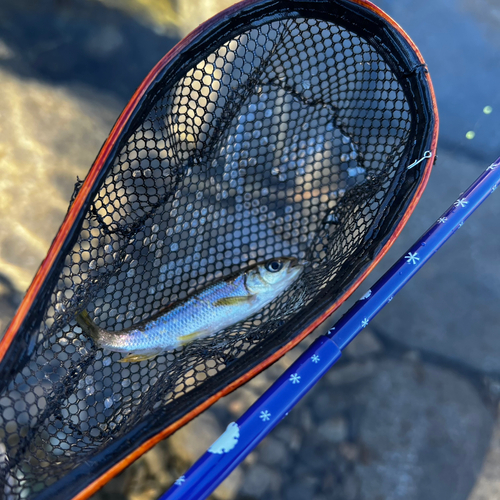 カワムツの釣果