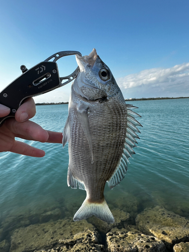 ナンヨウチヌの釣果