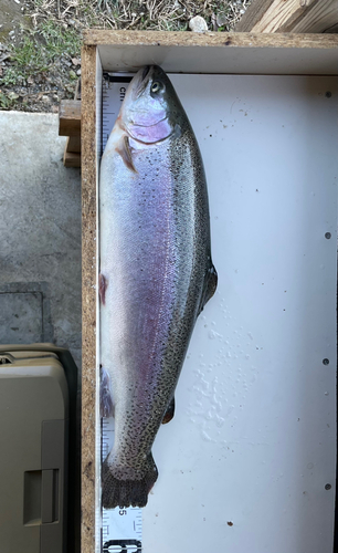 ニジマスの釣果