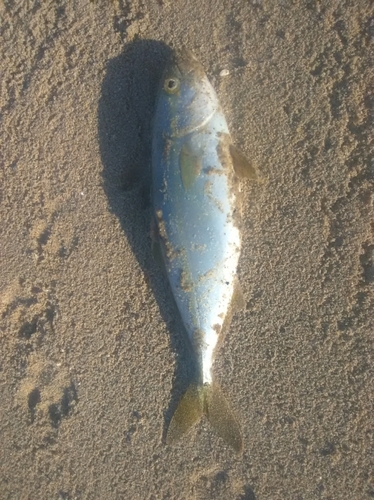 ツバスの釣果