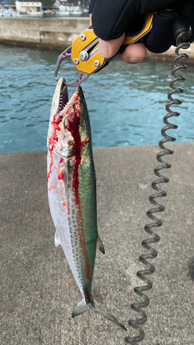 サゴシの釣果