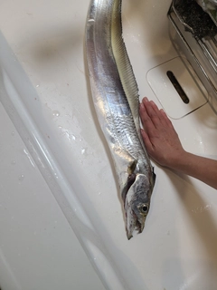 タチウオの釣果