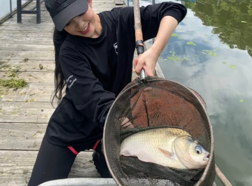 ヘラブナの釣果