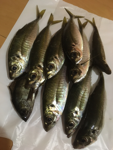 アジの釣果