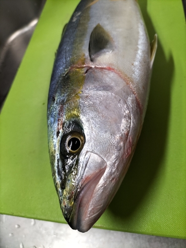 イナダの釣果