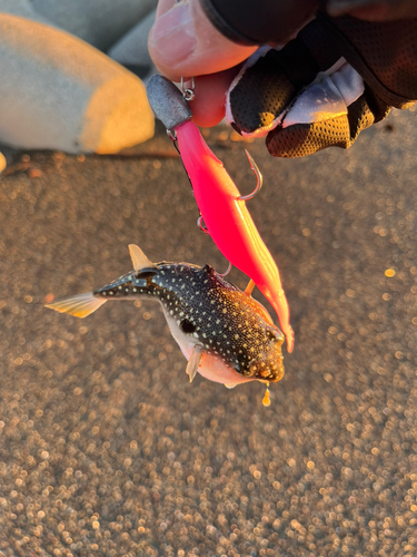 フグの釣果