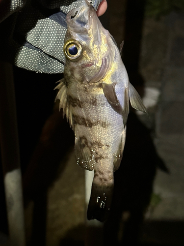 アオメバルの釣果