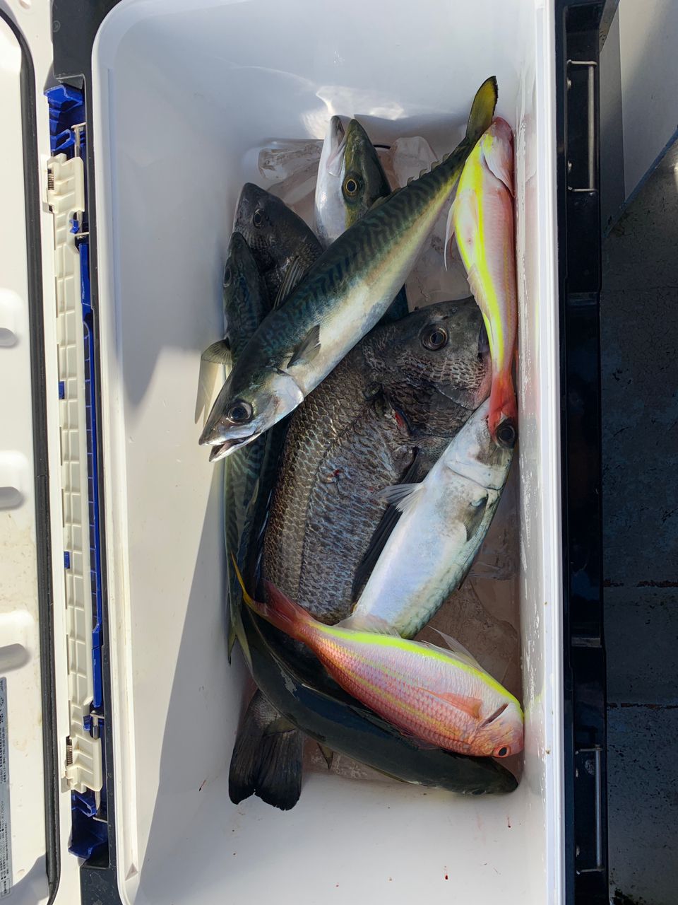 真鯛28号船さんの釣果 2枚目の画像