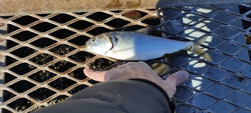 コノシロの釣果