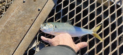 コノシロの釣果