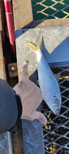 コノシロの釣果