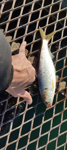 コノシロの釣果