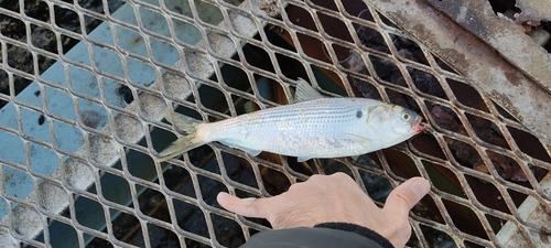 コノシロの釣果