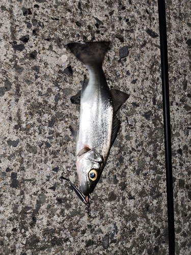 セイゴ（マルスズキ）の釣果