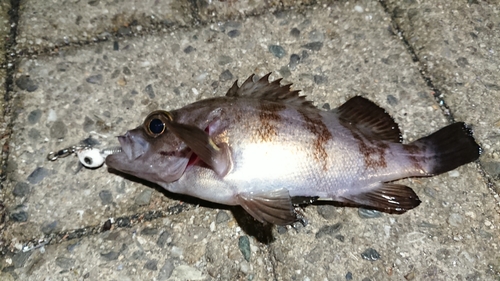 メバルの釣果