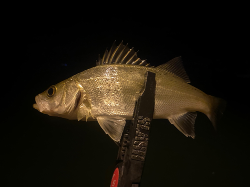 セイゴ（マルスズキ）の釣果