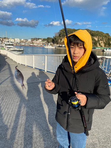 ウミタナゴの釣果