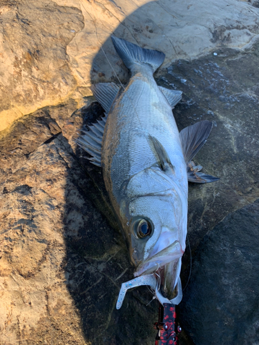 ヒラスズキの釣果