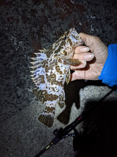 タケノコメバルの釣果