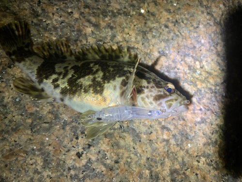 タケノコメバルの釣果