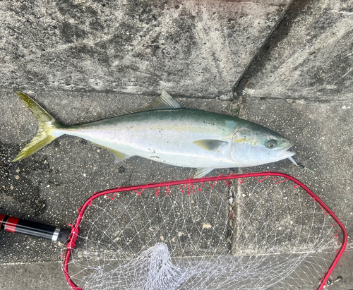 ハマチの釣果