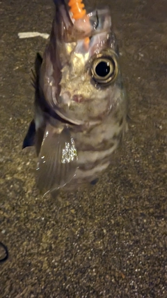 メバルの釣果