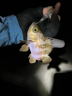 シロメバルの釣果