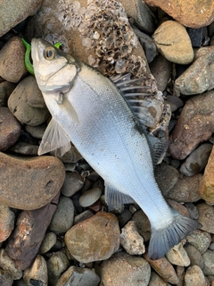 ヒラスズキの釣果