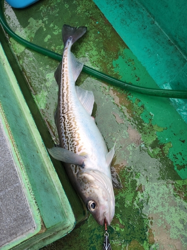 スケトウダラの釣果