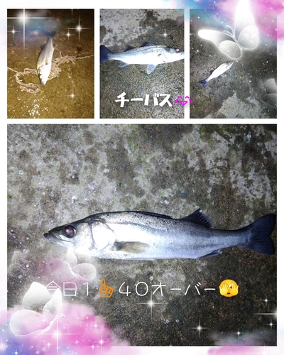 シーバスの釣果