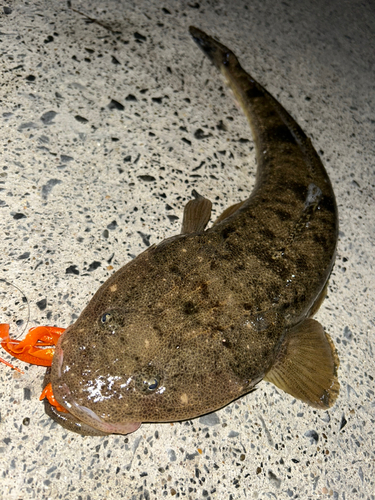 マゴチの釣果