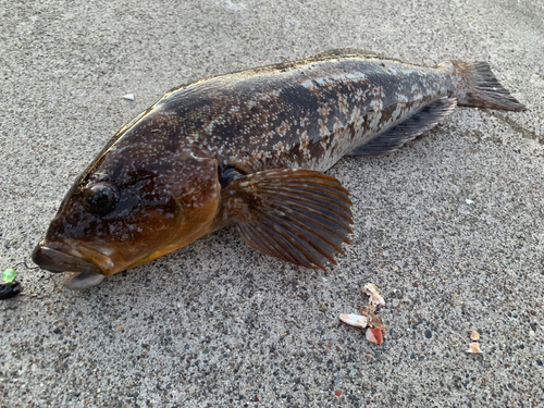 アイナメの釣果