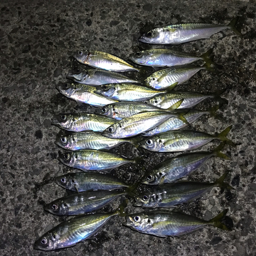 アジの釣果